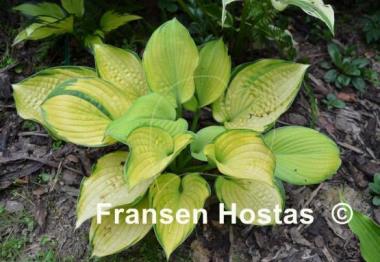 Hosta Goldbrook Gayle