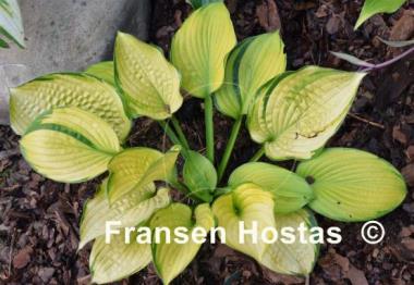 Hosta Goldbrook Gayle