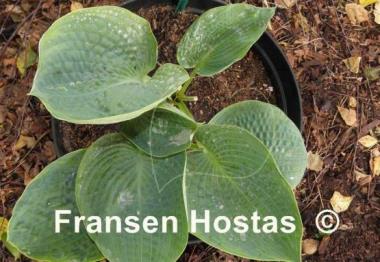 Hosta Goldbrook Gaynor