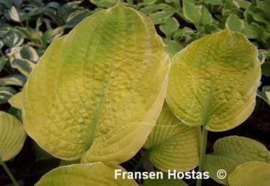 Hosta Goldbrook Ghost