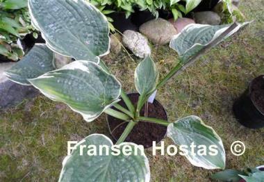 Hosta Goldbrook Glamour