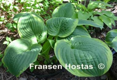 Hosta Goldbrook Glamour