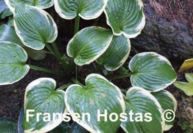 Hosta Goldbrook Glamour