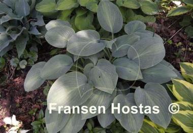 Hosta Goldbrook Glimmer