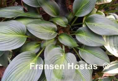 Hosta Goldbrook Glimmer