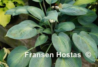 Hosta Goldbrook Glimmer