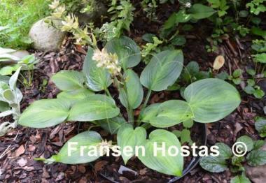 Hosta Goldbrook Glimmer