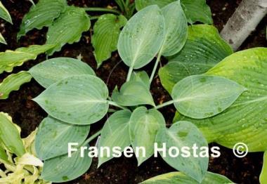 Hosta Goldbrook Glimmer