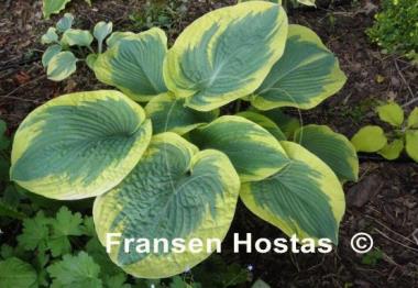 Hosta Goldbrook Glory