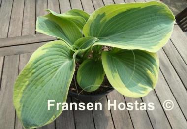 Hosta Goldbrook Glory