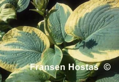 Hosta Goldbrook Glory