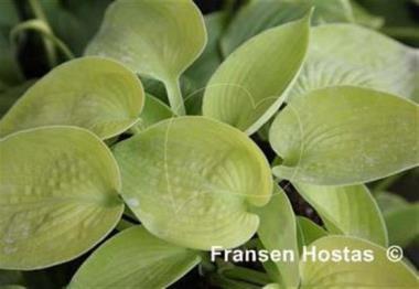 Hosta Goldbrook Gold