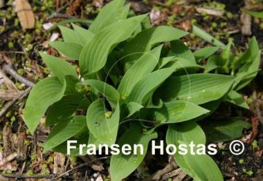 Hosta Goldbrook Grayling