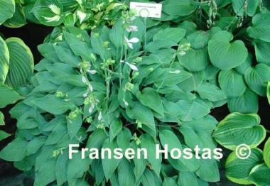 Hosta Goldbrook Grayling