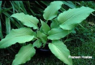 Hosta Goldbrook Grebe