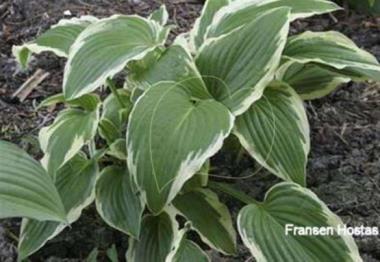 Hosta Goldbrook