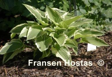 Hosta Goldbrook