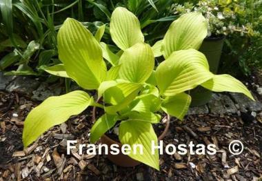 Hosta Golden Age