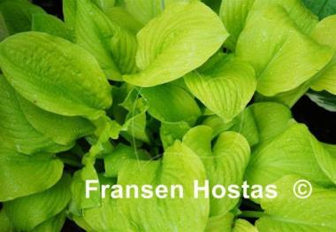 Hosta Golden Age