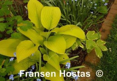Hosta Golden Age