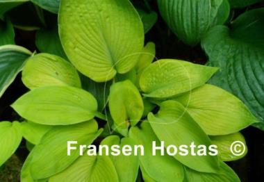 Hosta Golden Bullion