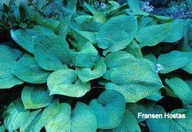 Hosta Golden Delight