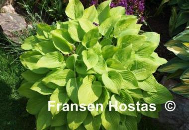 Hosta Golden Empress