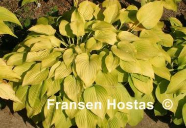 Hosta Golden Empress