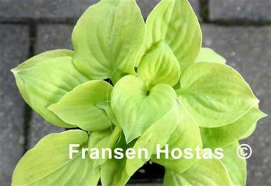 Hosta Golden Eye