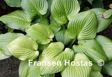 Hosta Golden Fascination