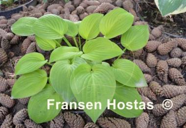 Hosta Golden Fascination