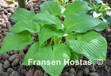 Hosta Golden Fascination