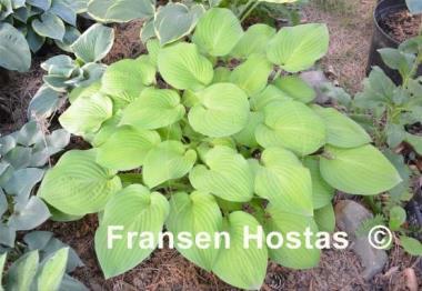 Hosta Golden Fascination