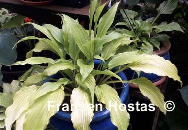 Hosta Golden Fountain