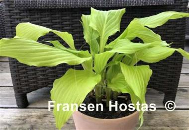 Hosta Golden Fountain