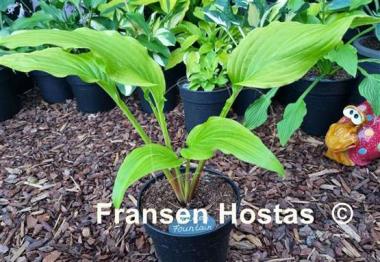 Hosta Golden Fountain