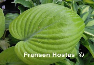 Hosta Golden Friendship