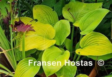 Hosta Golden Gate