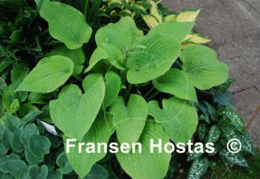Hosta Golden Gate