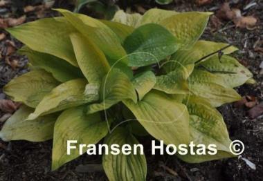 Hosta Golden Goal