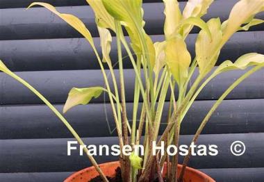 Hosta Golden Hawaiian Luau