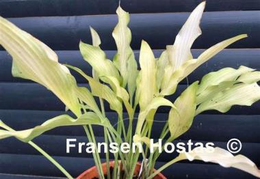 Hosta Golden Hawaiian Luau