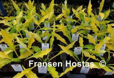 Hosta Golden Hawaiian Luau