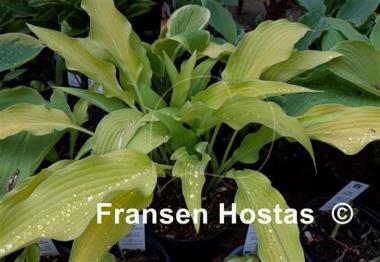 Hosta Golden Hawaiian Luau