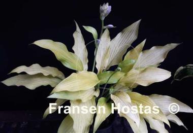 Hosta Golden Hawaiian Luau
