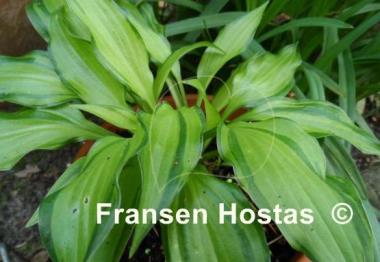 Hosta Golden Isle