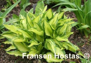 Hosta Golden Isle