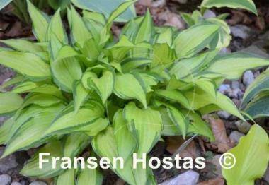 Hosta Golden Isle