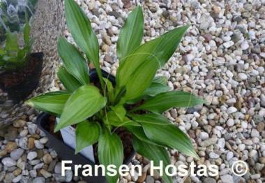 Hosta Golden Isle