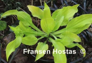 Hosta Golden Locks